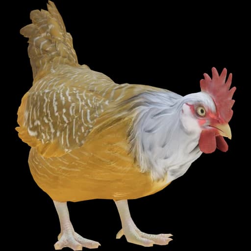 CS2 Catalana pet chicken, Black White Head