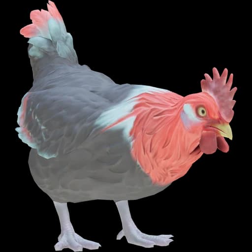 CS2 Catalana pet chicken, Black With Red Head