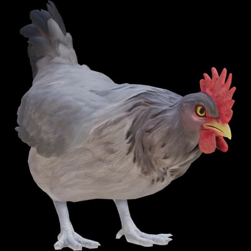 CS2 Catalana pet chicken, Black