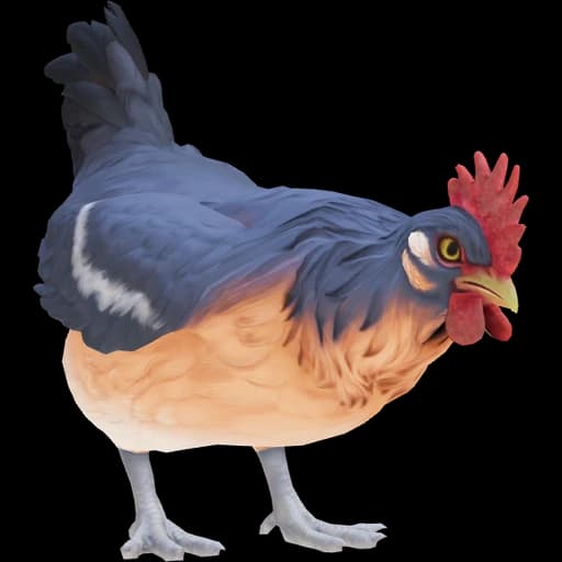 CS2 Catalana pet chicken, Blue & Light Orange