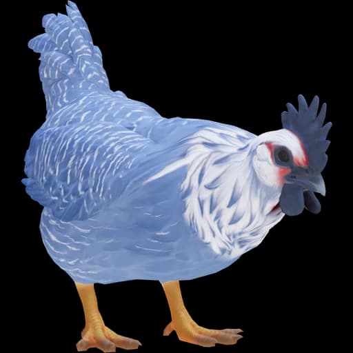 CS2 Catalana pet chicken, Blue