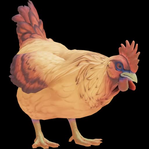 CS2 Catalana pet chicken, Dark Orange