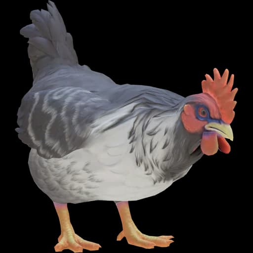 CS2 Catalana pet chicken, Grey