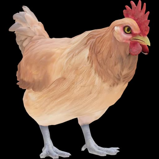 CS2 Catalana pet chicken, Tan