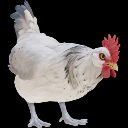 CS2 Catalana pet chicken, White