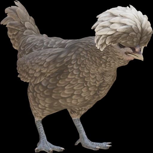 CS2 Polish pet chicken, Black With White Head