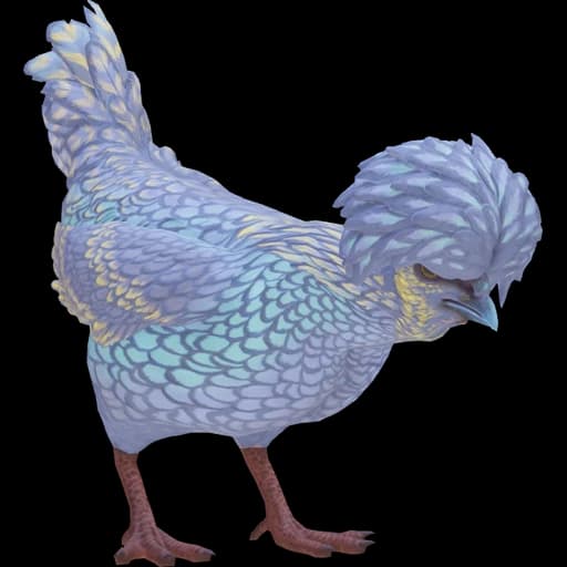 CS2 Polish pet chicken, Blue Yellow