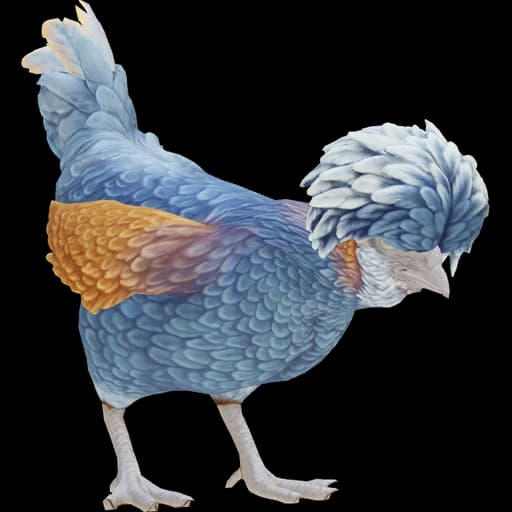 CS2 Polish pet chicken, Blue