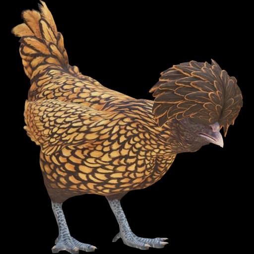 CS2 Polish pet chicken, Brown With Black Wing Tips
