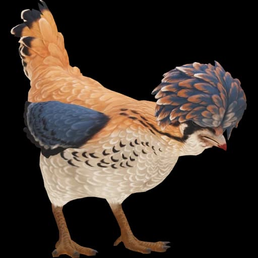 CS2 Polish pet chicken, Orange White Blue
