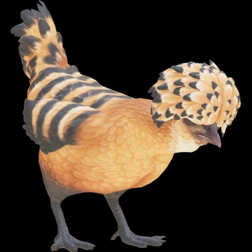 CS2 Polish pet chicken, Orange With Black Stripes