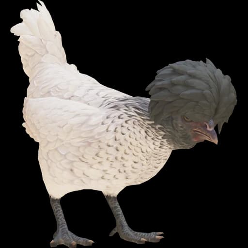 CS2 Polish pet chicken, White Black Head Color