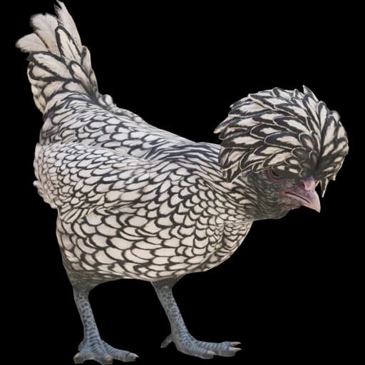 CS2 Polish pet chicken, White With Black Wing Tips