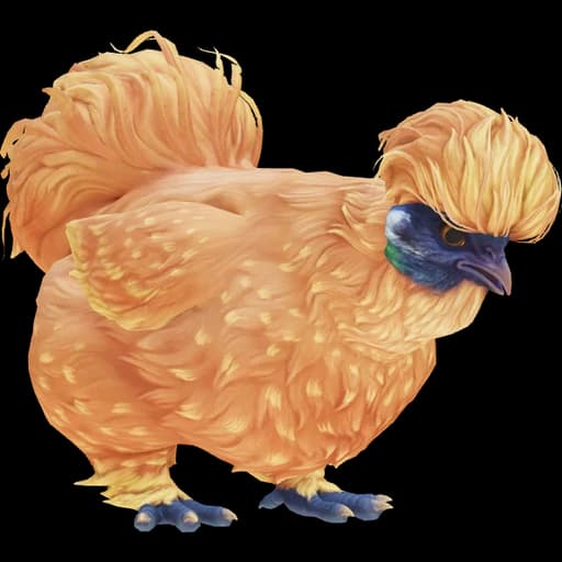 CS2 Silkie pet chicken, Orange