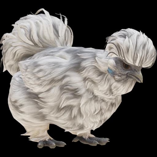 CS2 Silkie pet chicken, Splash
