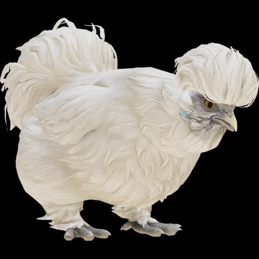 CS2 Silkie pet chicken, White