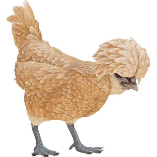 CS2 pet hen stage